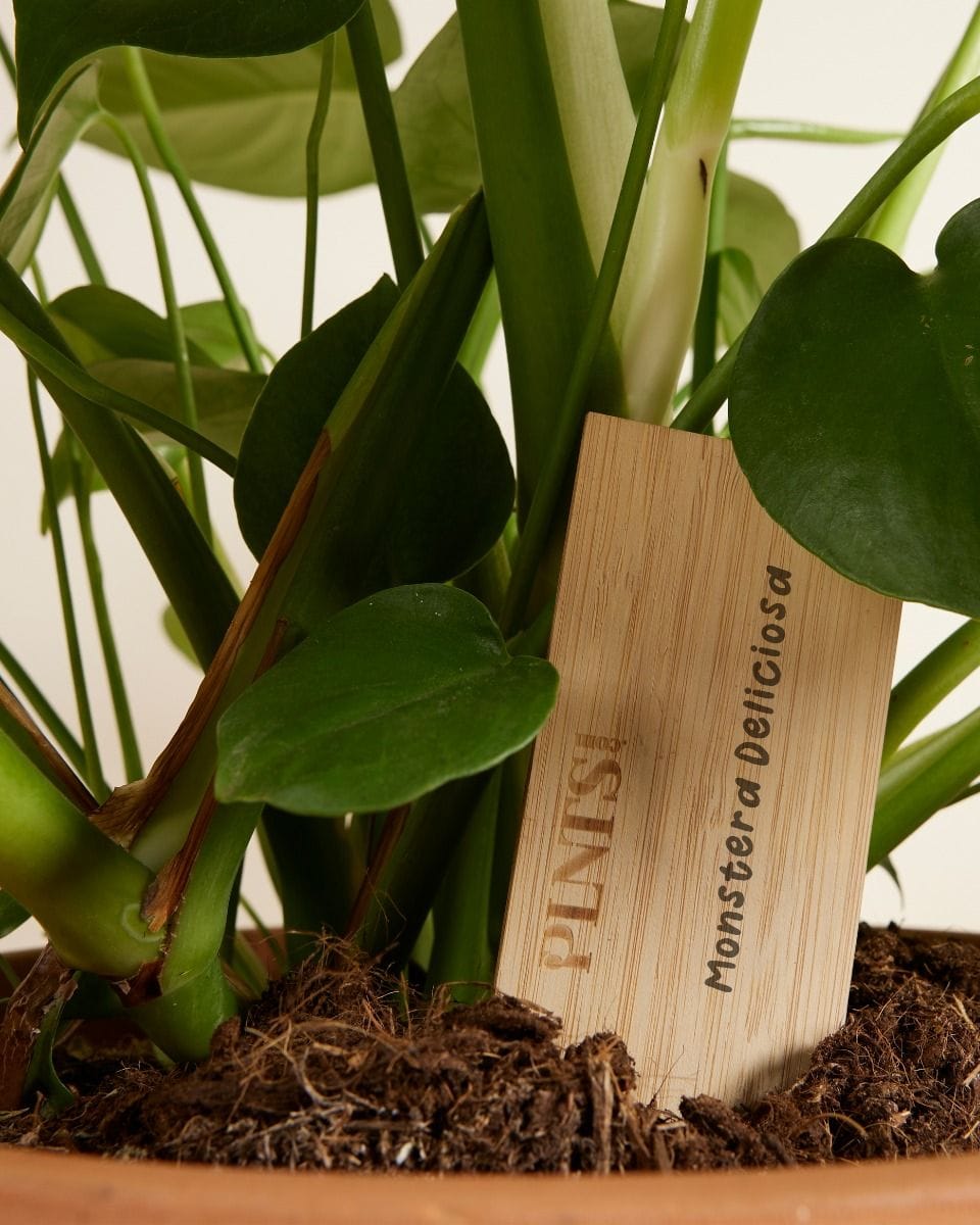 PLNTS Labels Wood Set of 5