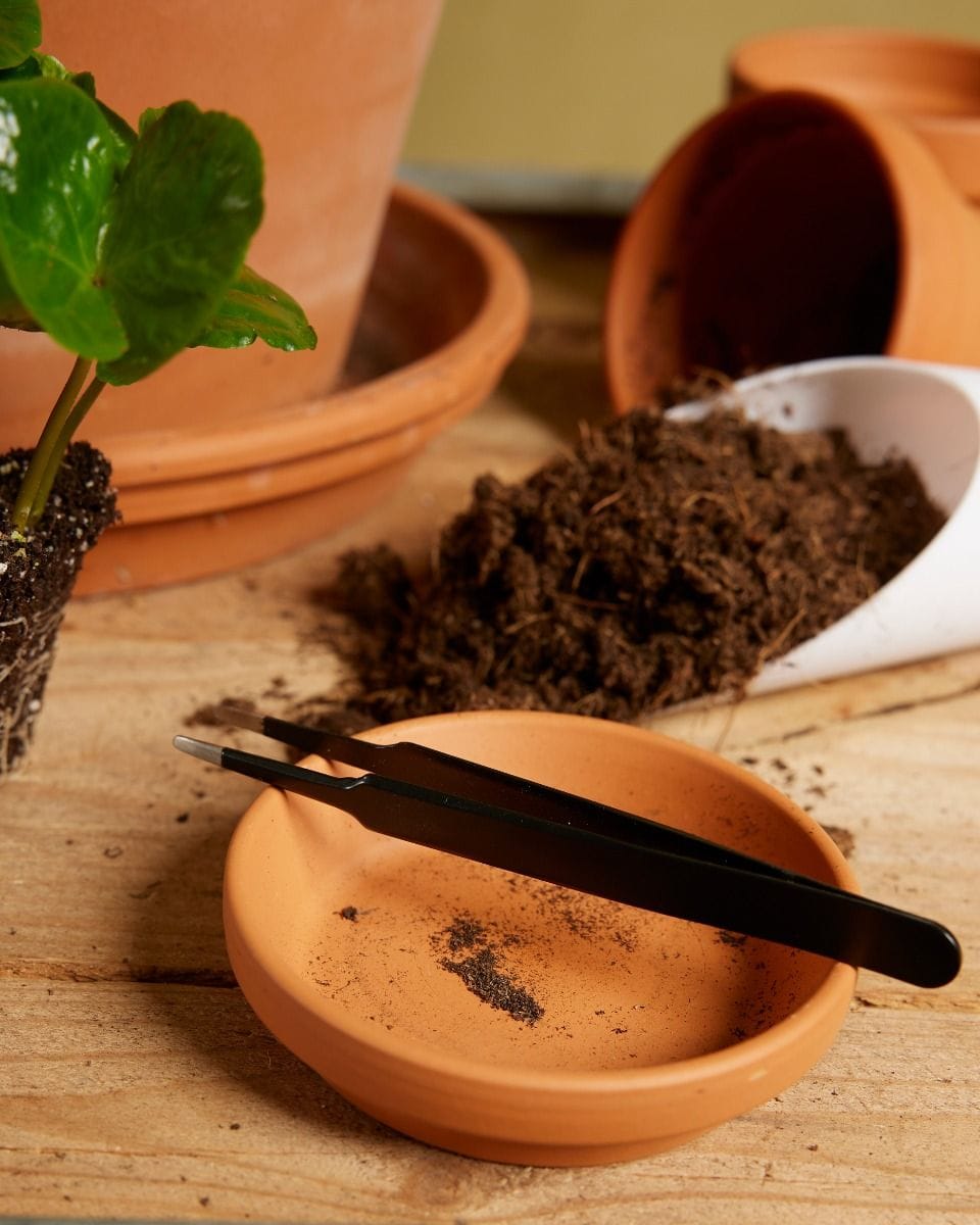 Tiny Tweezer Tissue culture tool