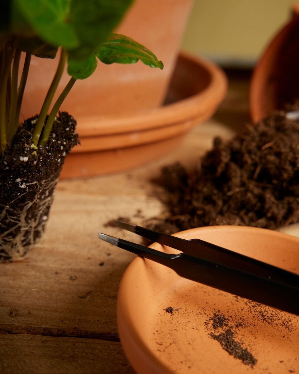 Tiny Tweezer Tissue culture tool
