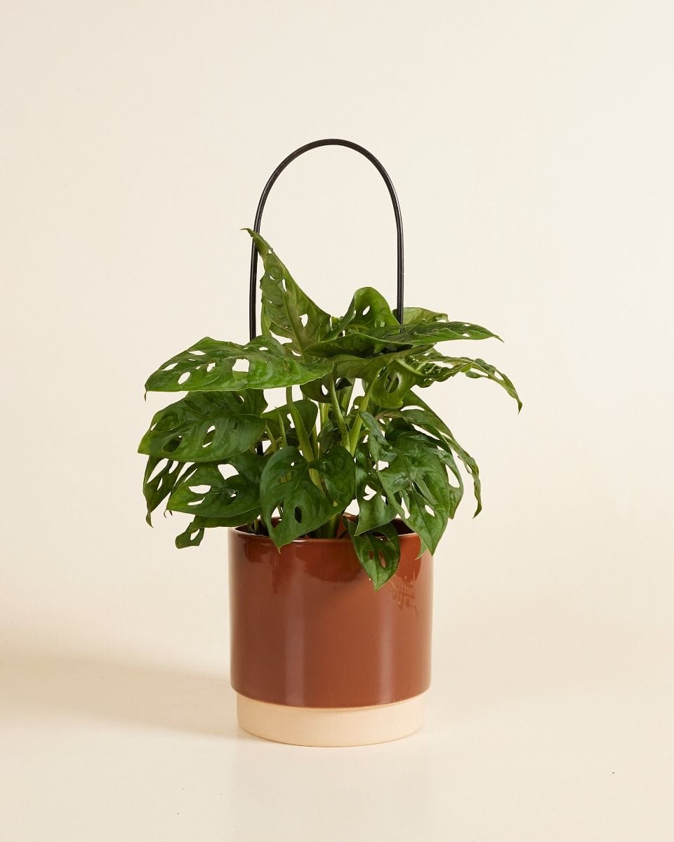 Bow Plantstake Black 45 cm