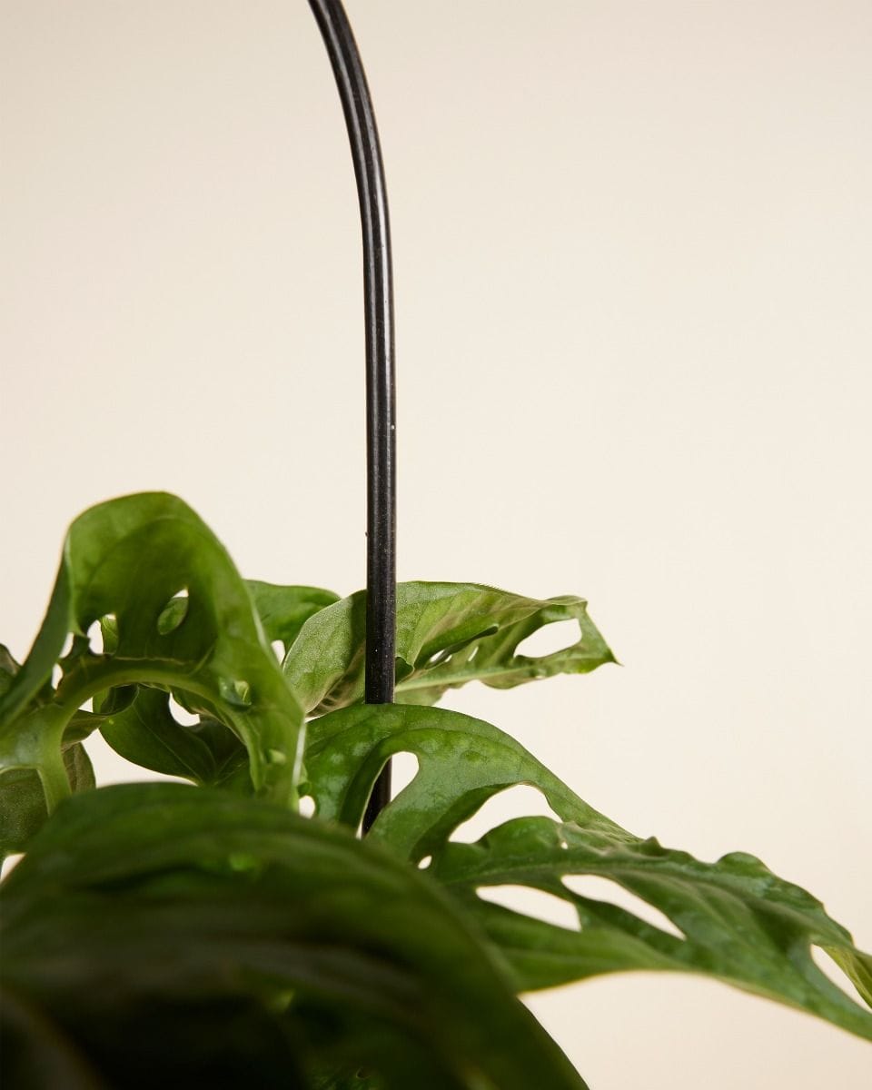Bow Plantstake Black 45 cm