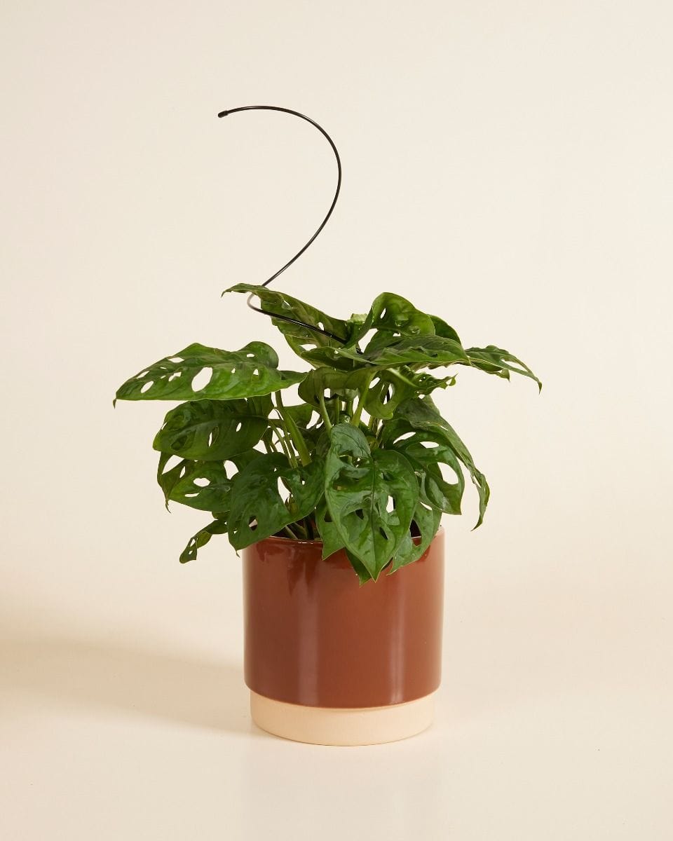 Spiral Plantstake Black 47 cm