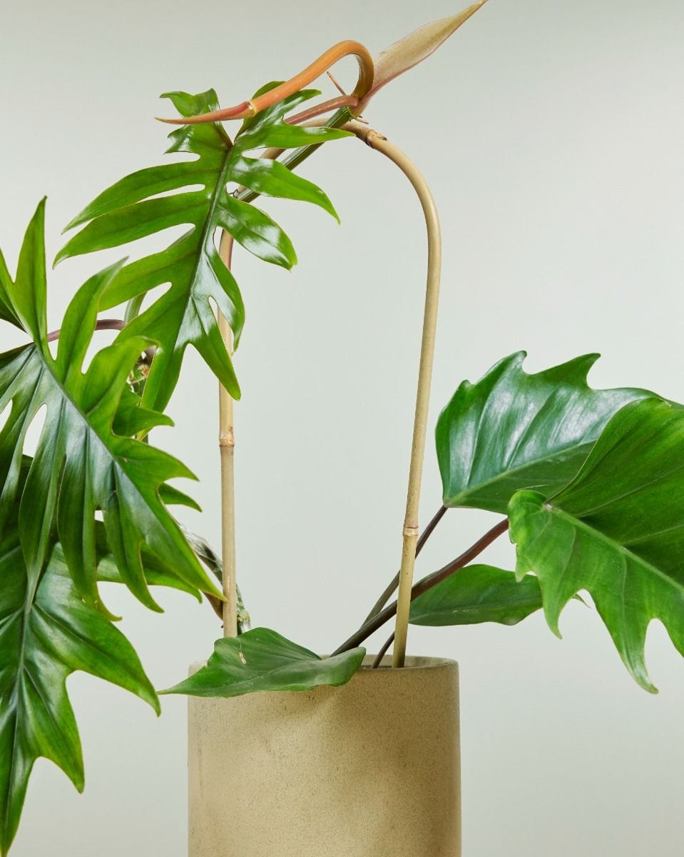 Bow Plantstake Natural 45 cm