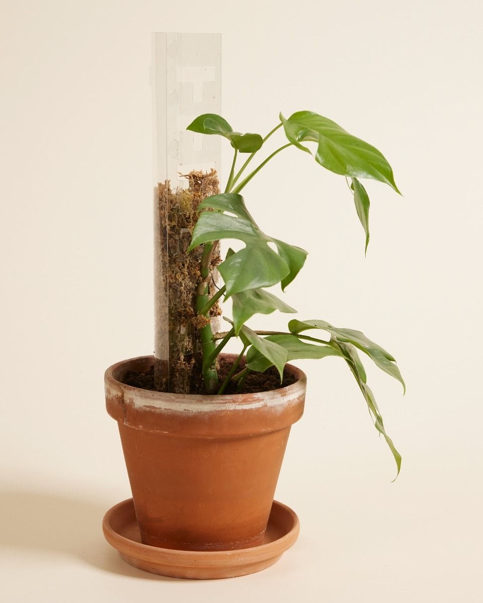 THICCLY Casper Climbing Pole (3.0) 40 cm