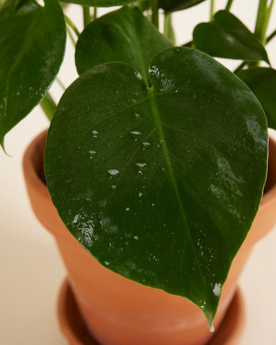 Plant soap Preparation biological control