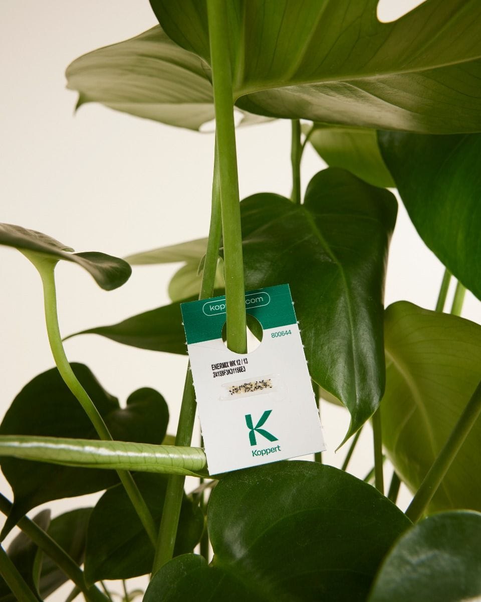 Biological pest control: White Fly Mosi