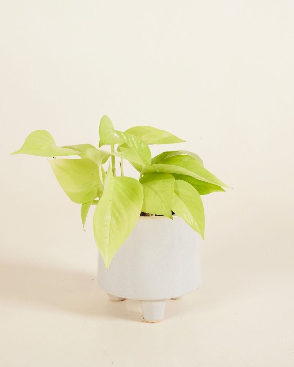 Pot Troika White Ø 11 cm