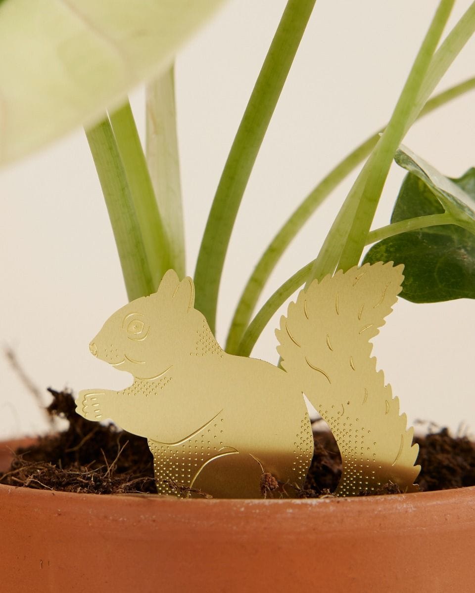 Sandy Squirrel Plant buddy