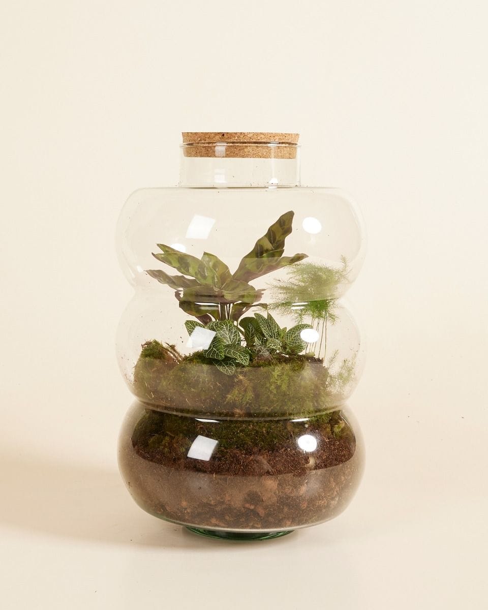 Bello Terrarium Medium Ø 21 cm
