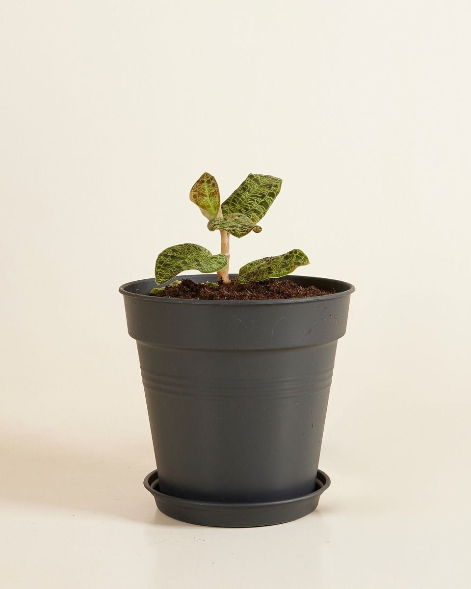 Elho Hagrid Plant Saucer Ø 14 cm