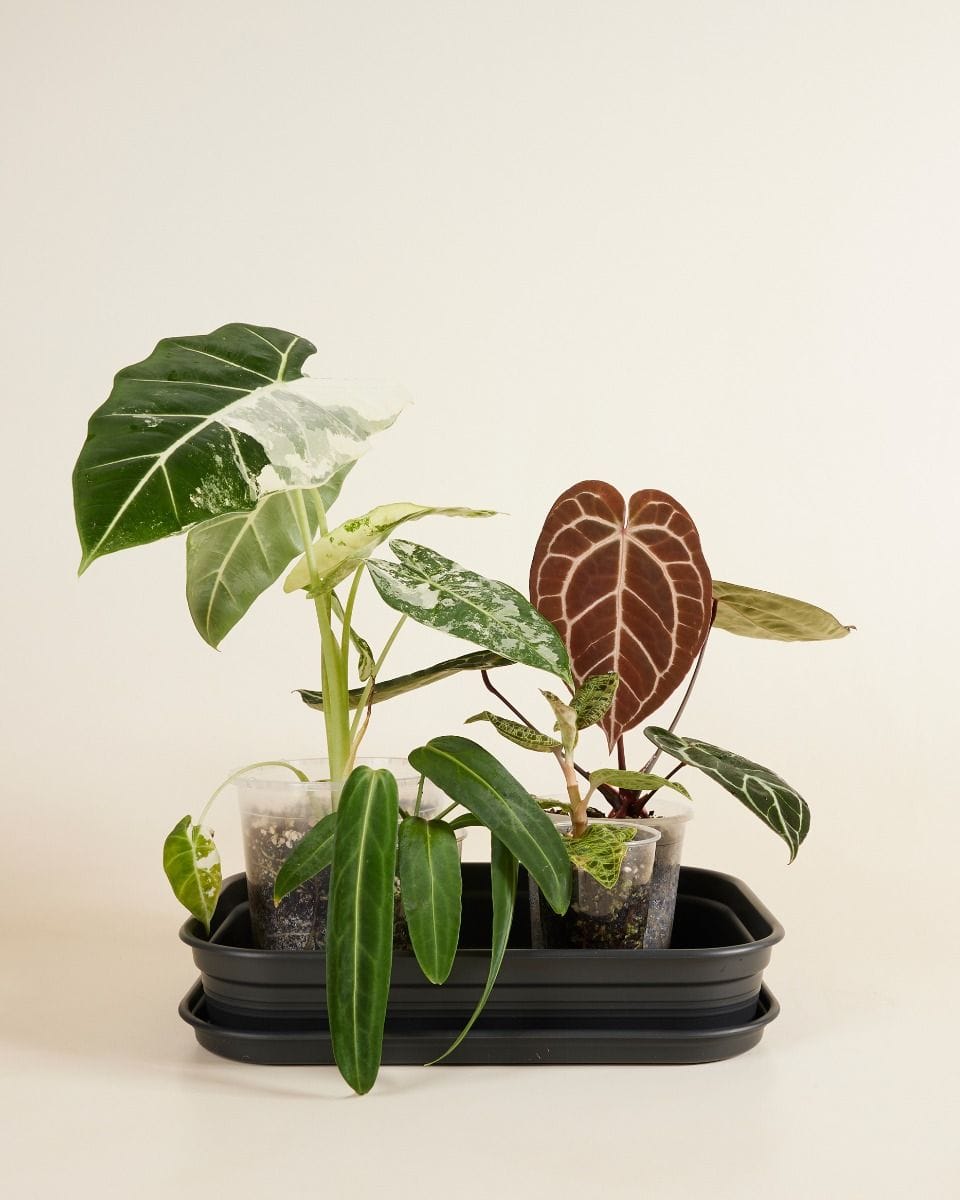 Elho Hagrid Grow Tray Productset