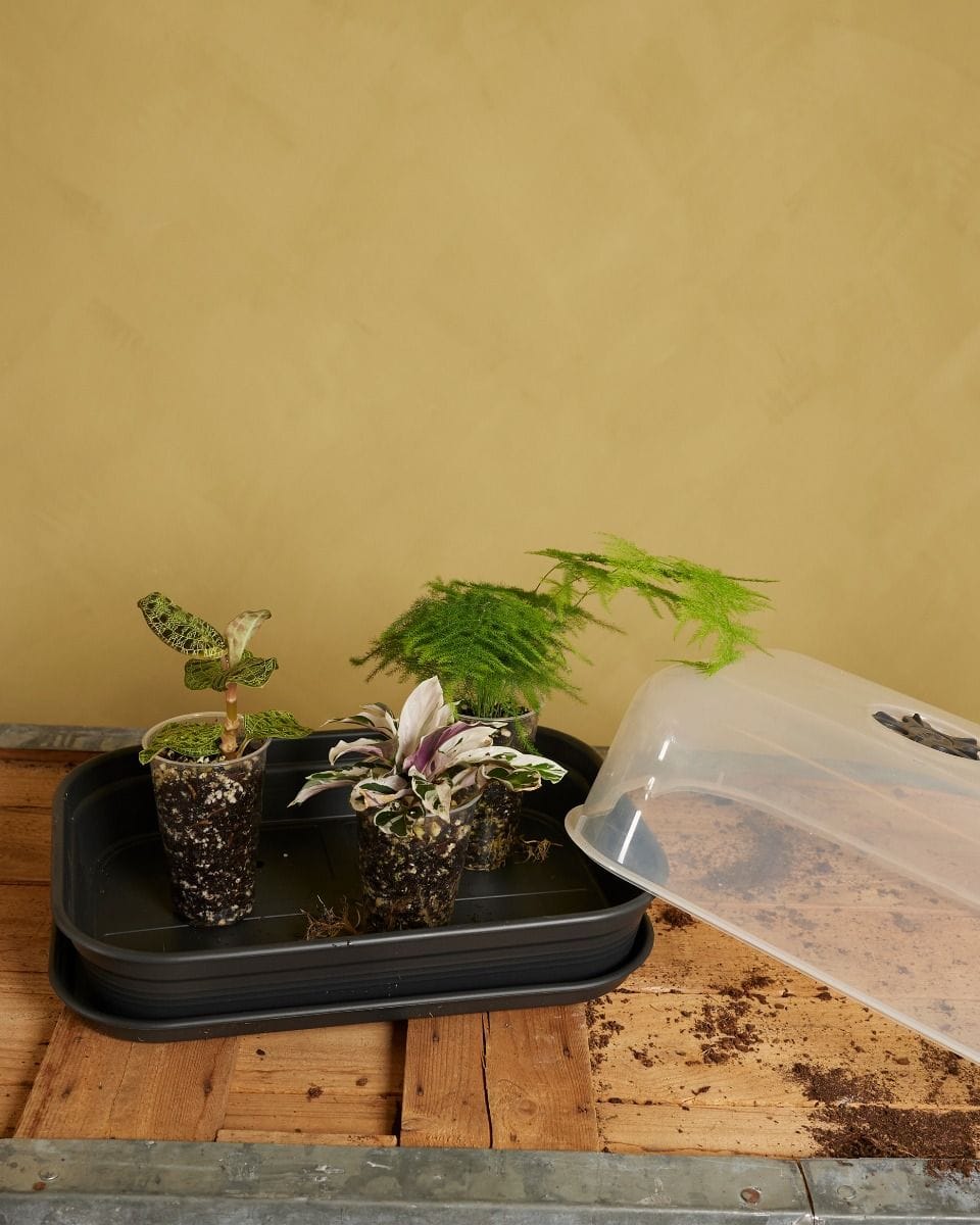 Elho Hagrid Grow Tray Productset