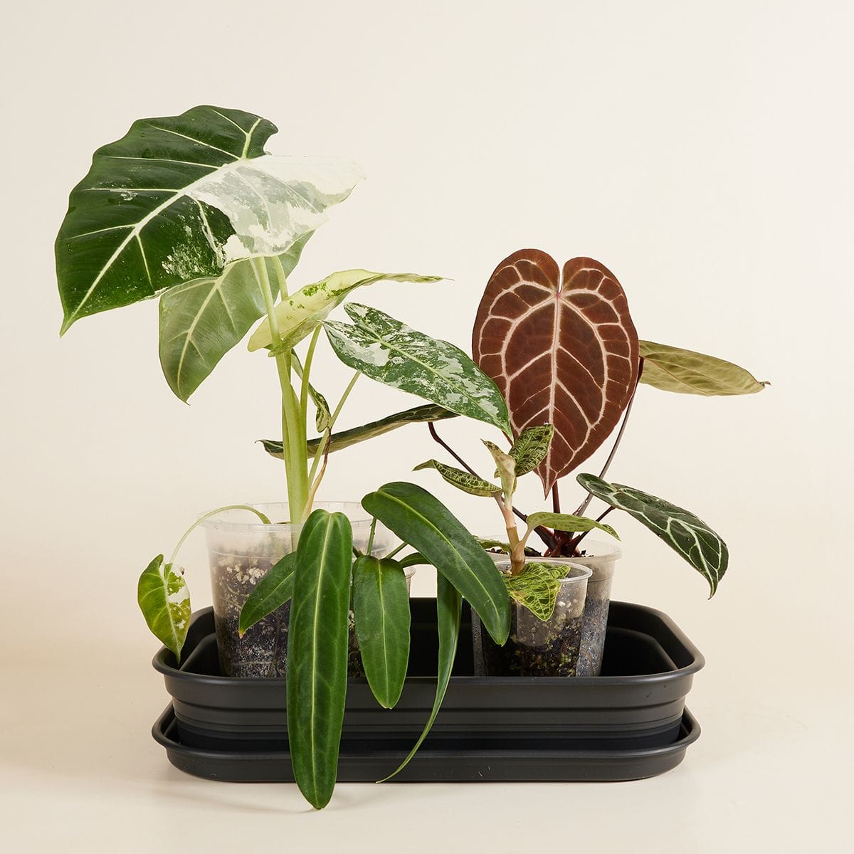 Elho Hagrid Grow Tray Productset