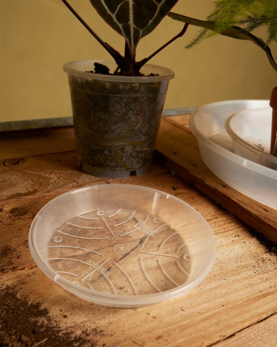 Pflanzschale Transparent Ø 14 cm