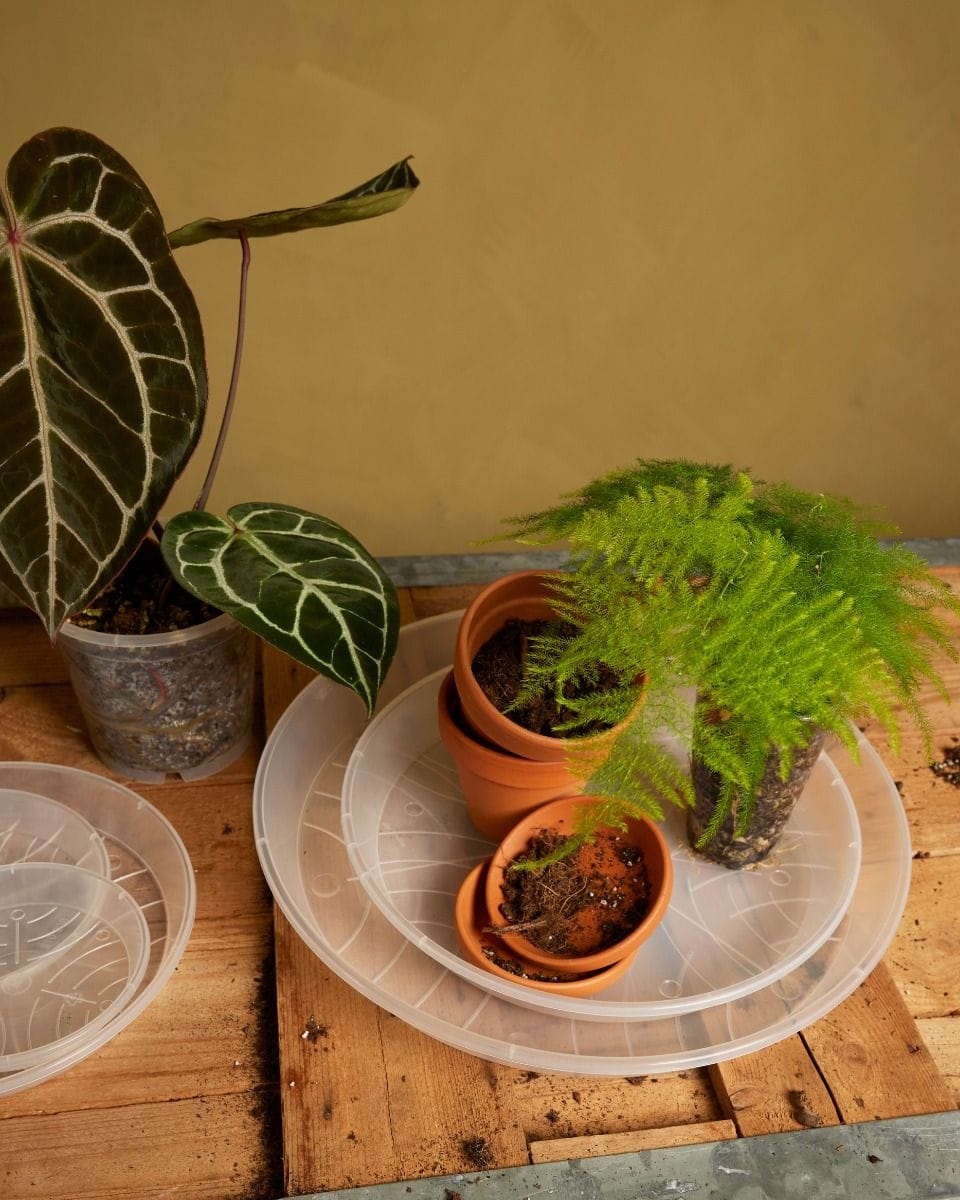 Plantenschotel Transparant Ø 27 cm