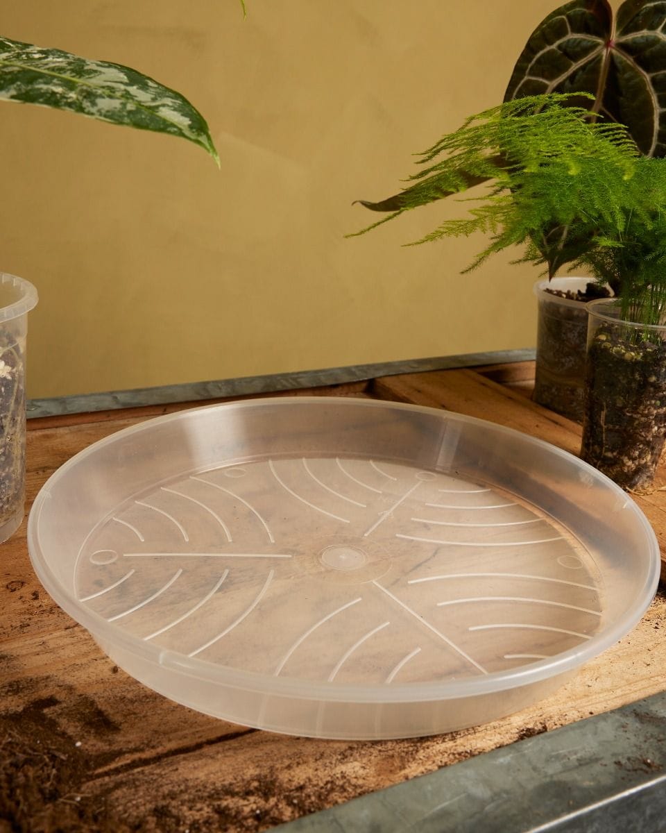 Plant Saucer Transparent Ø 34 cm