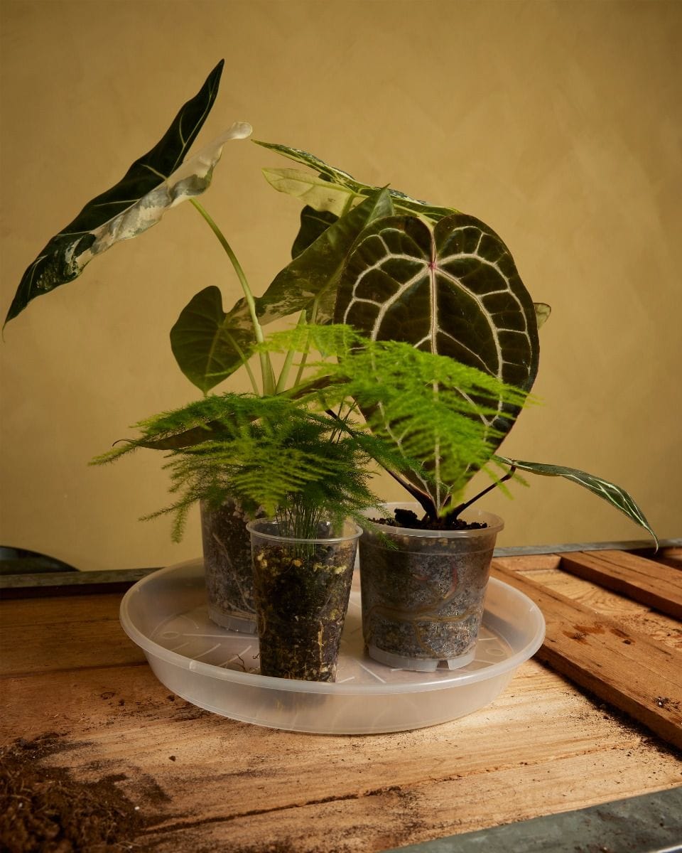 Plant Saucer Transparent Ø 34 cm