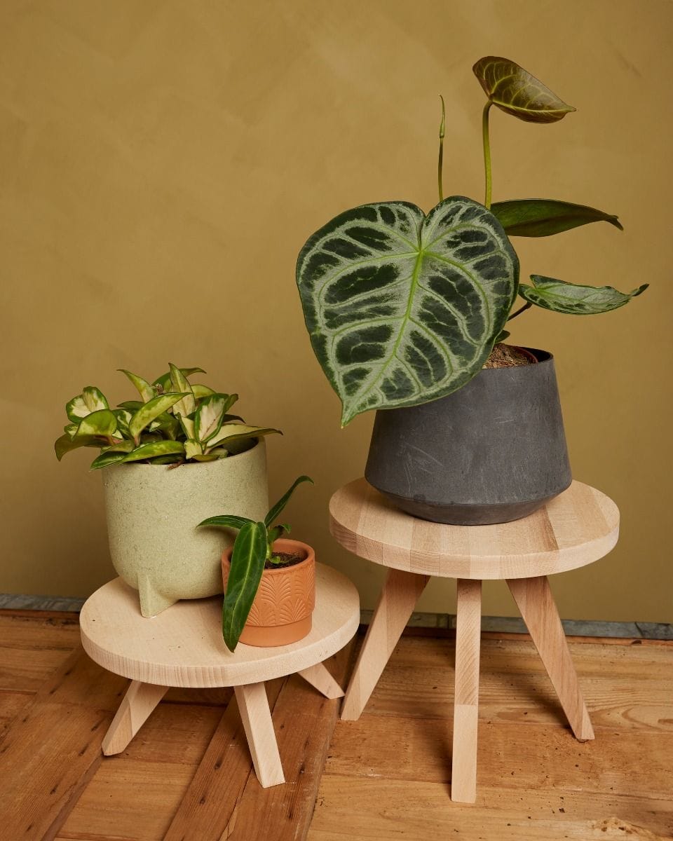 Ronnie Plant Table Wood Height 22 cm