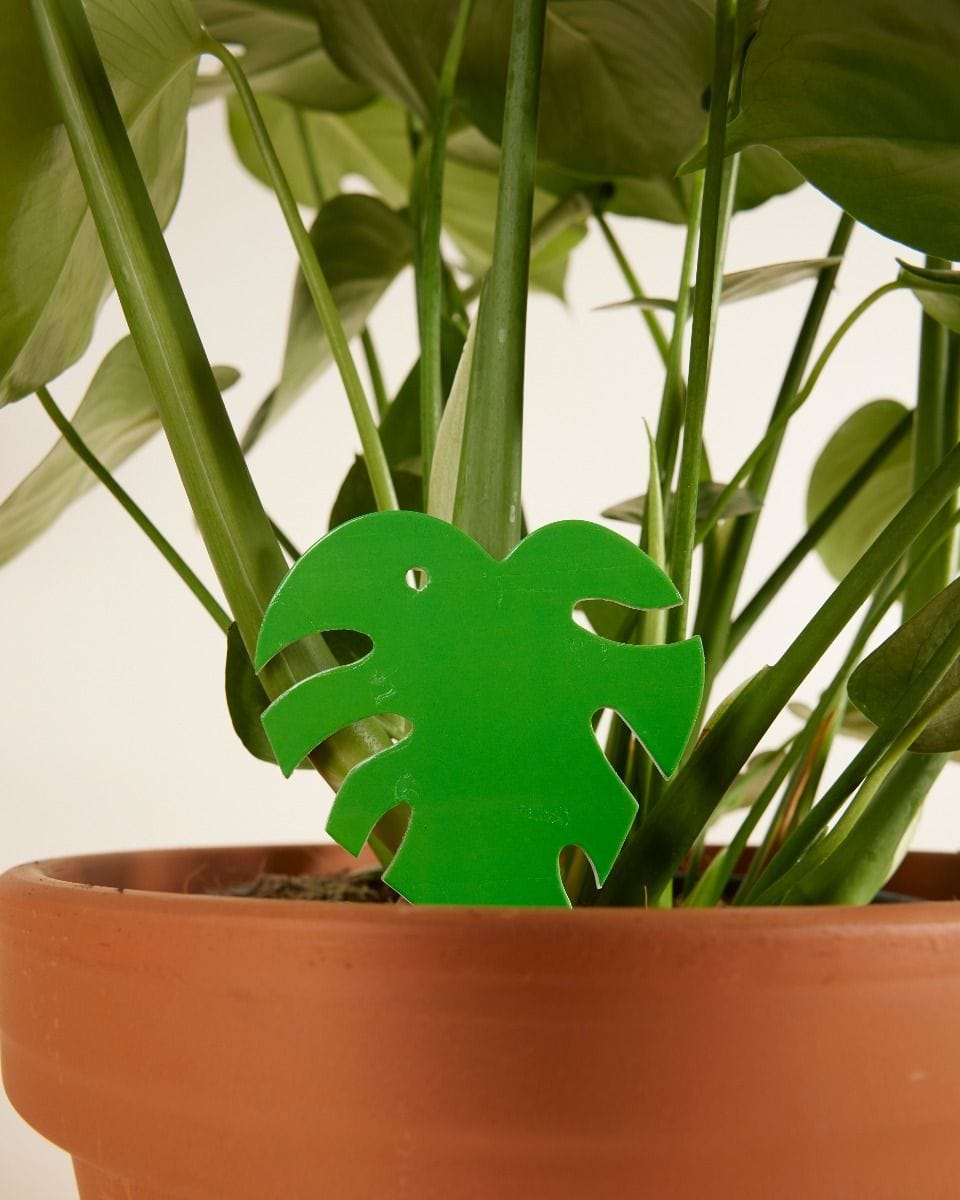 Sticky Leaf Moucherolles Pleureurs Vert 5 pieces
