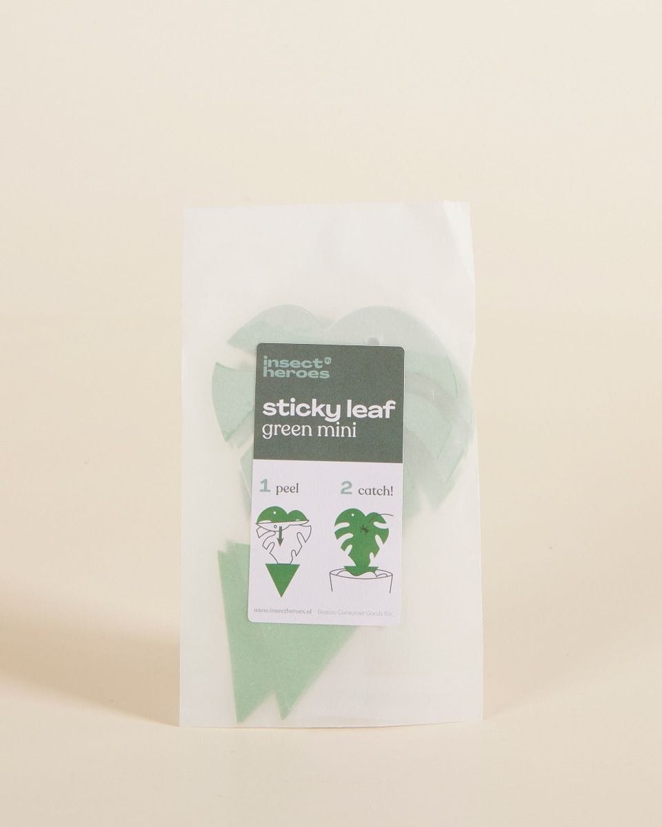Sticky Leaf Moucherolles Pleureurs Vert 5 pieces