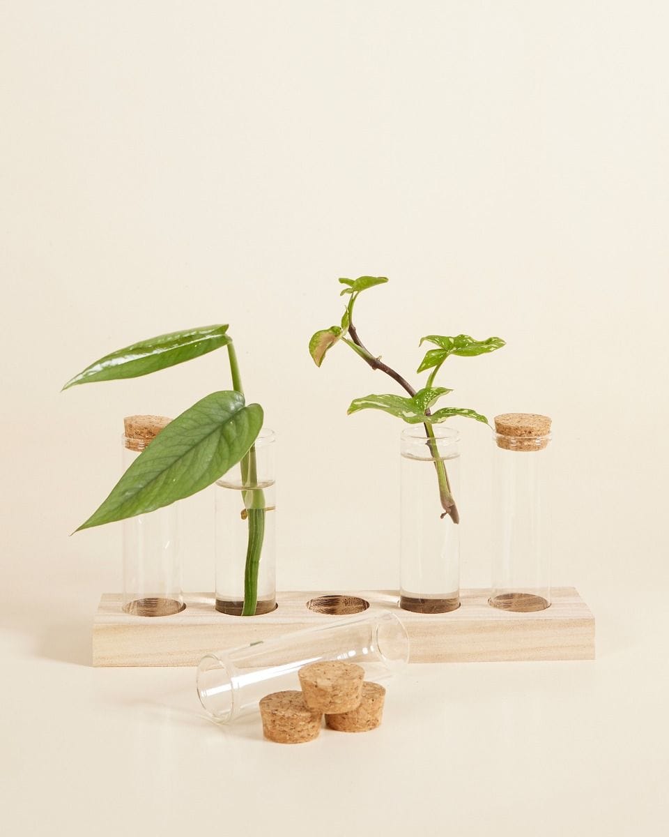 Jules Propagation Set 5 tubes