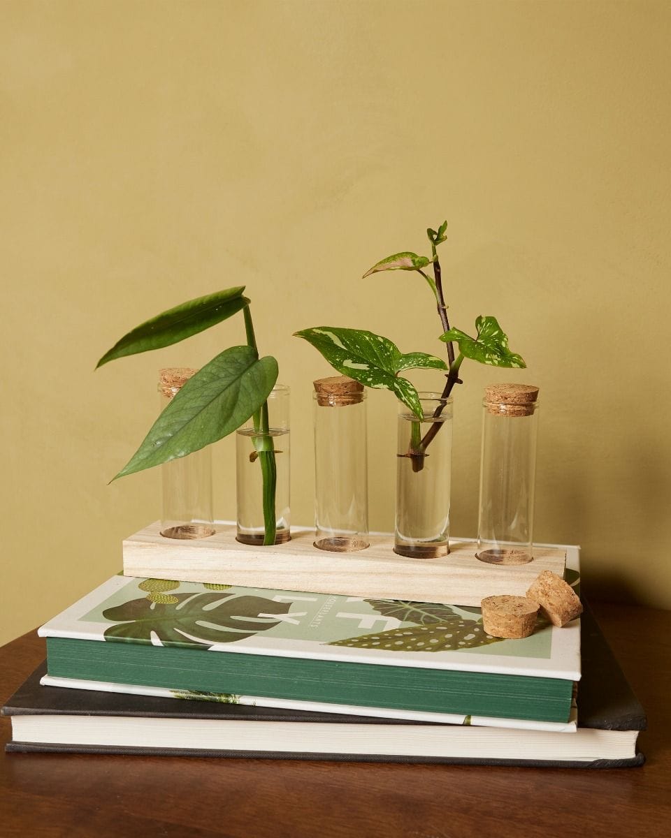Jules Propagation Set 5 tubes