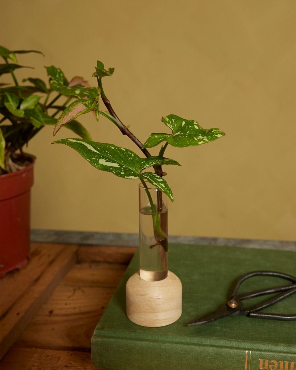 Propagation Tube Wooden Base