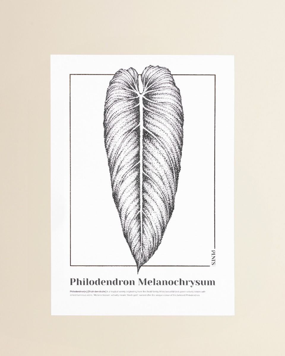 Philodendron Melanochrysum Poster 350g premium A3 paper