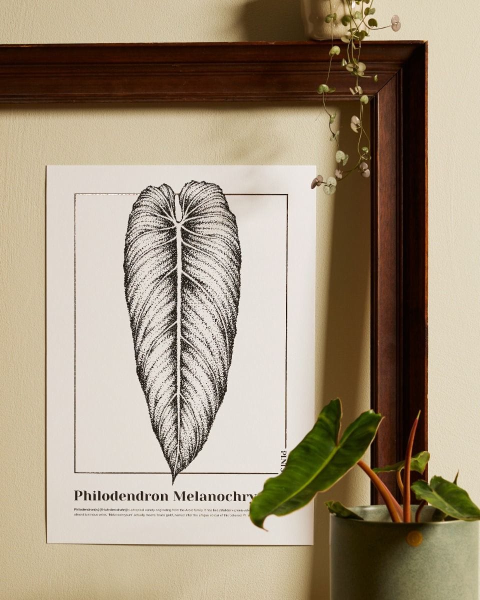 Philodendron Melanochrysum Poster 350g premium A3 paper