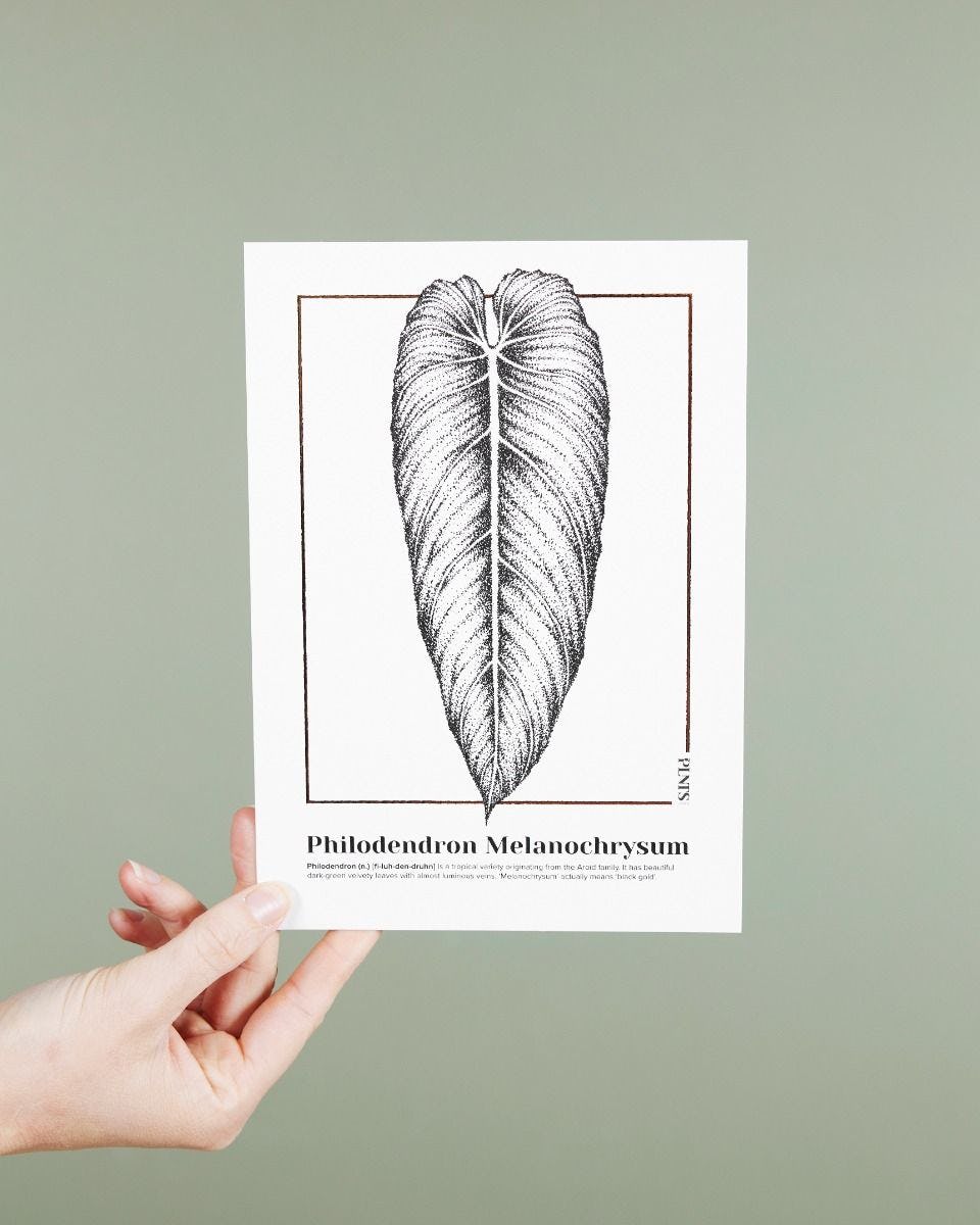 Philodendron Melanochrysum Poster