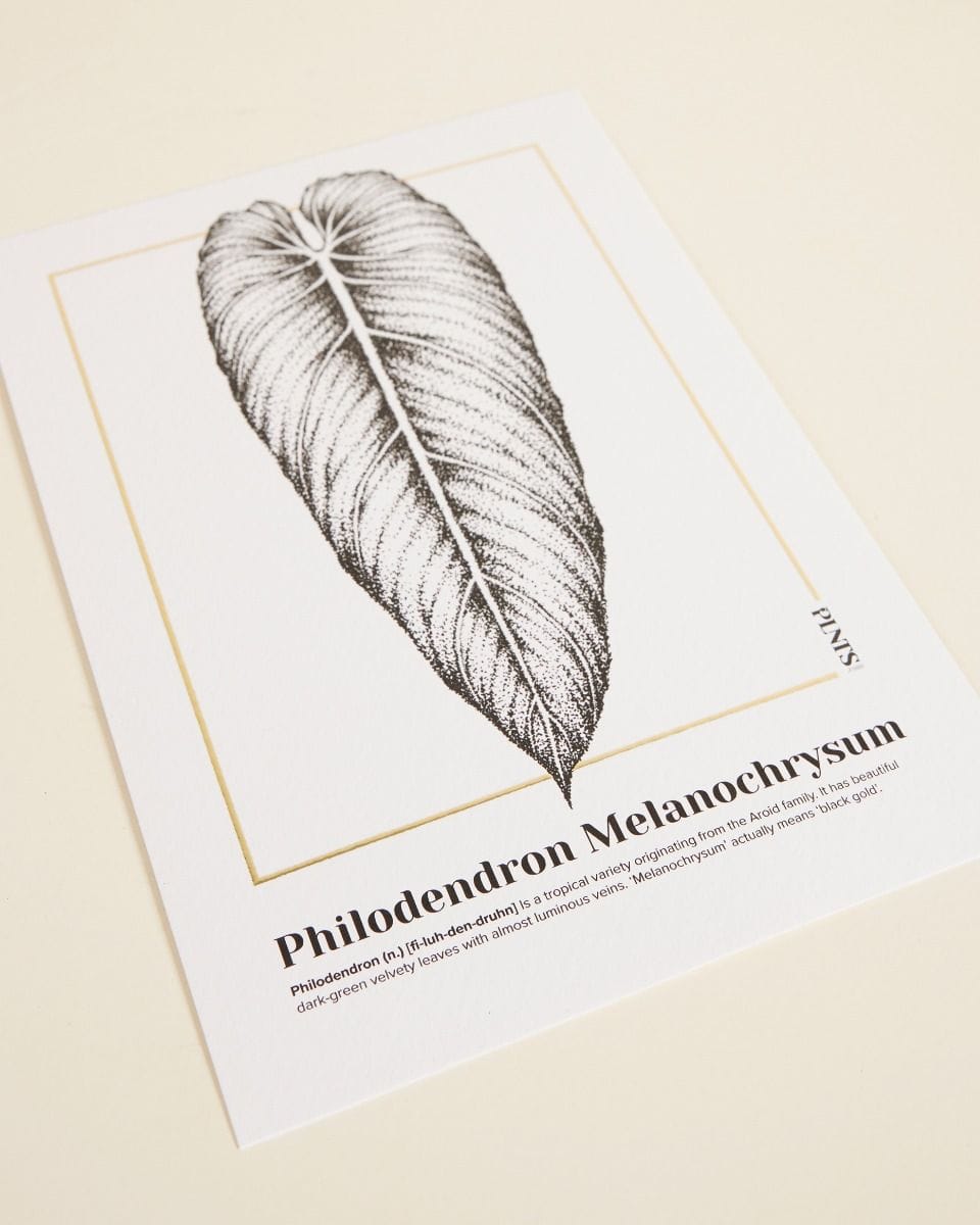 Philodendron Melanochrysum Poster 350g premium A5 paper