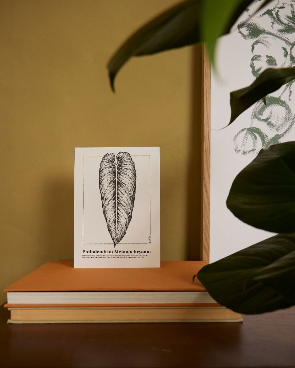 Philodendron Melanochrysum Poster 350g premium A5 paper