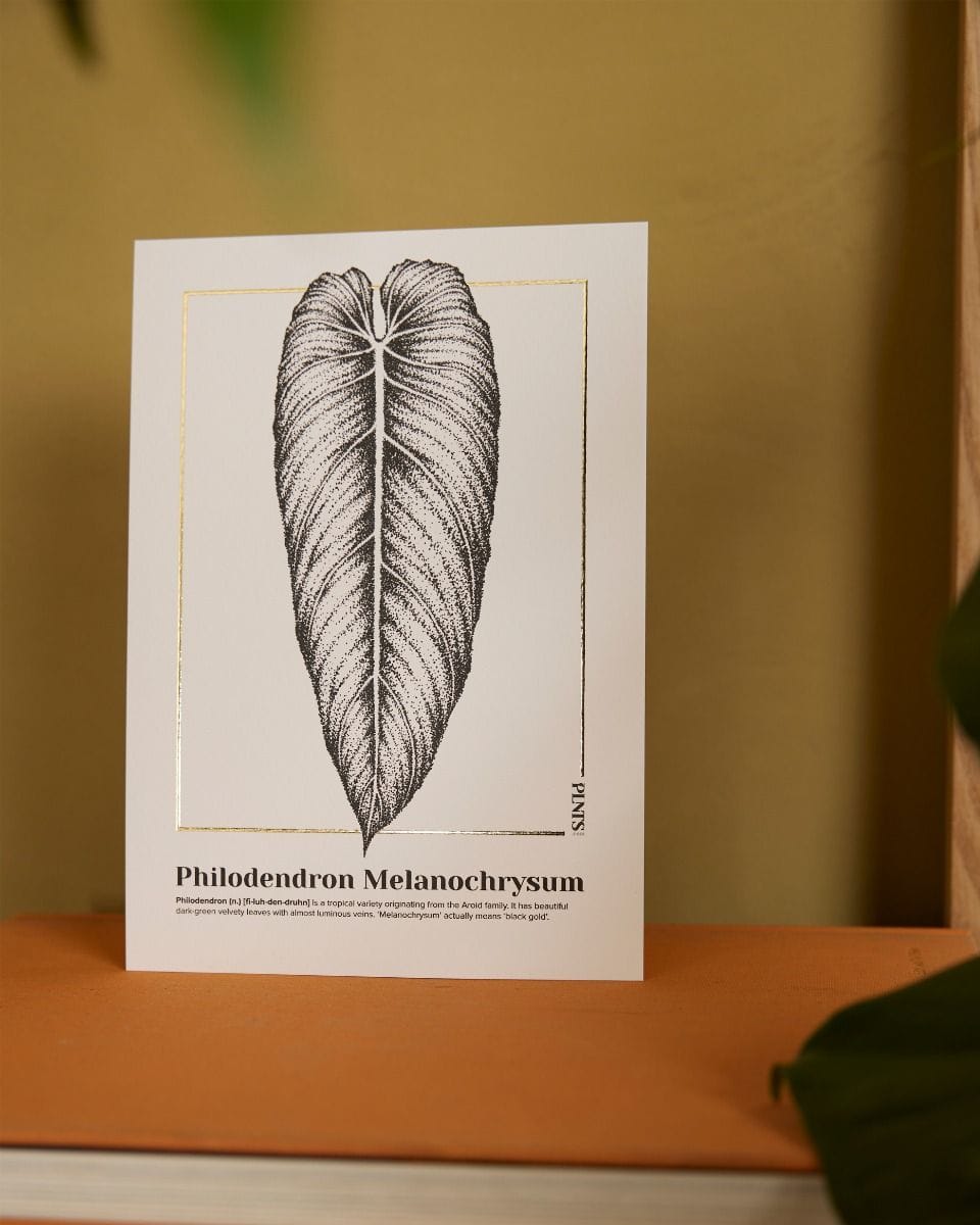 Philodendron Melanochrysum Poster 350g premium A5 paper