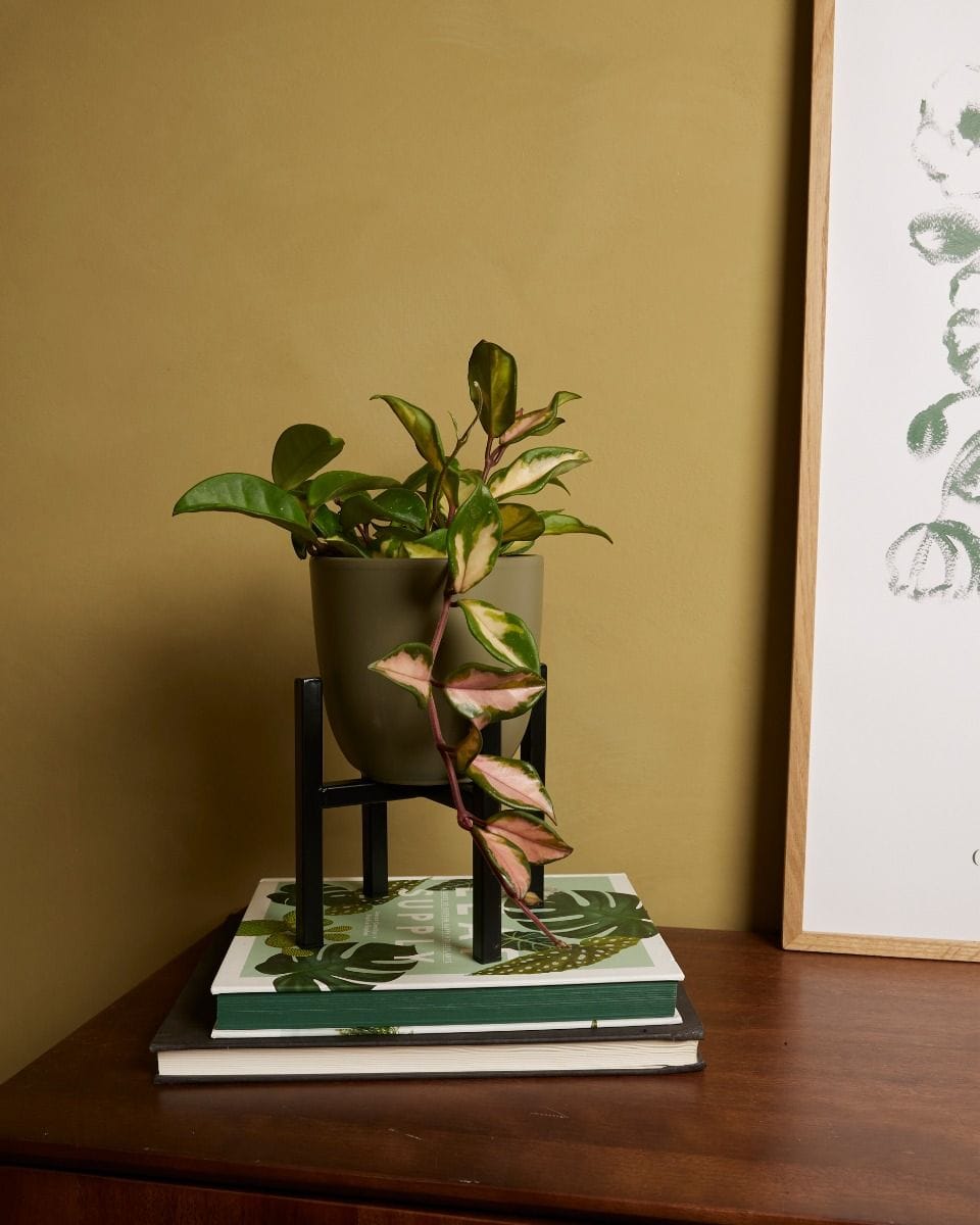Paula Pot Stand Black 16 cm