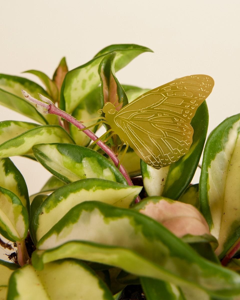 Bella Butterfly Plant buddy