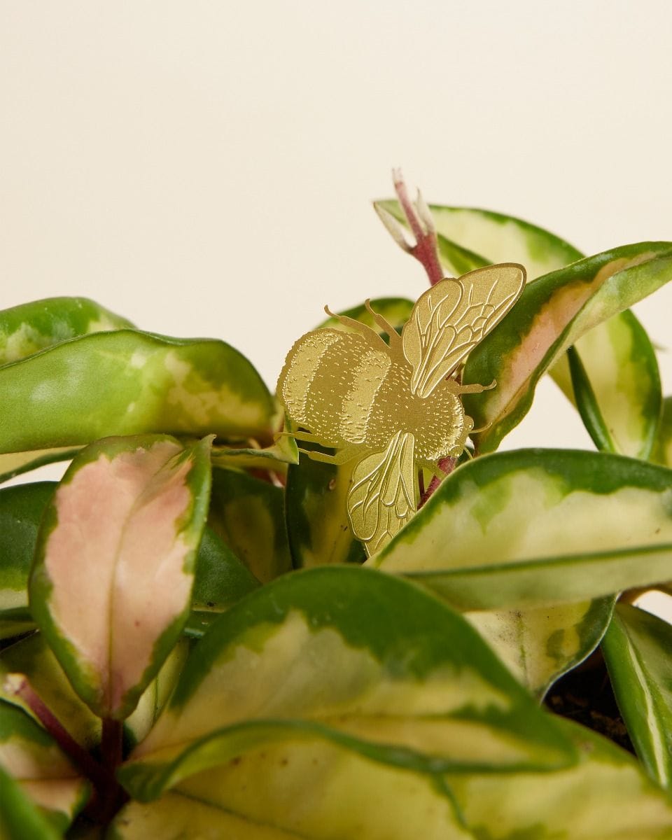 Bowie Bumblebee Plant buddy