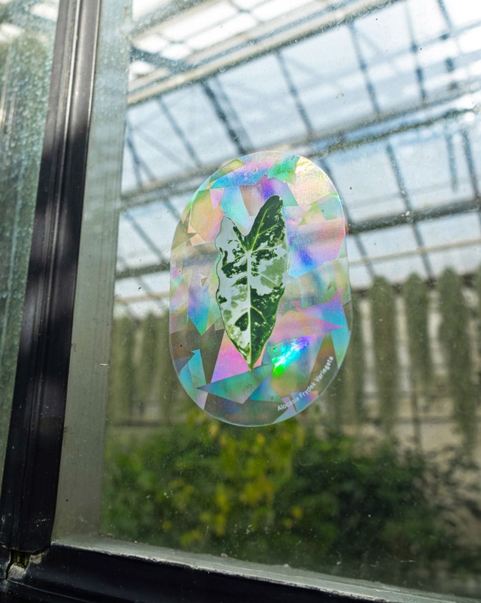 Regenbogenmacher Botanopia x Living.Junglee