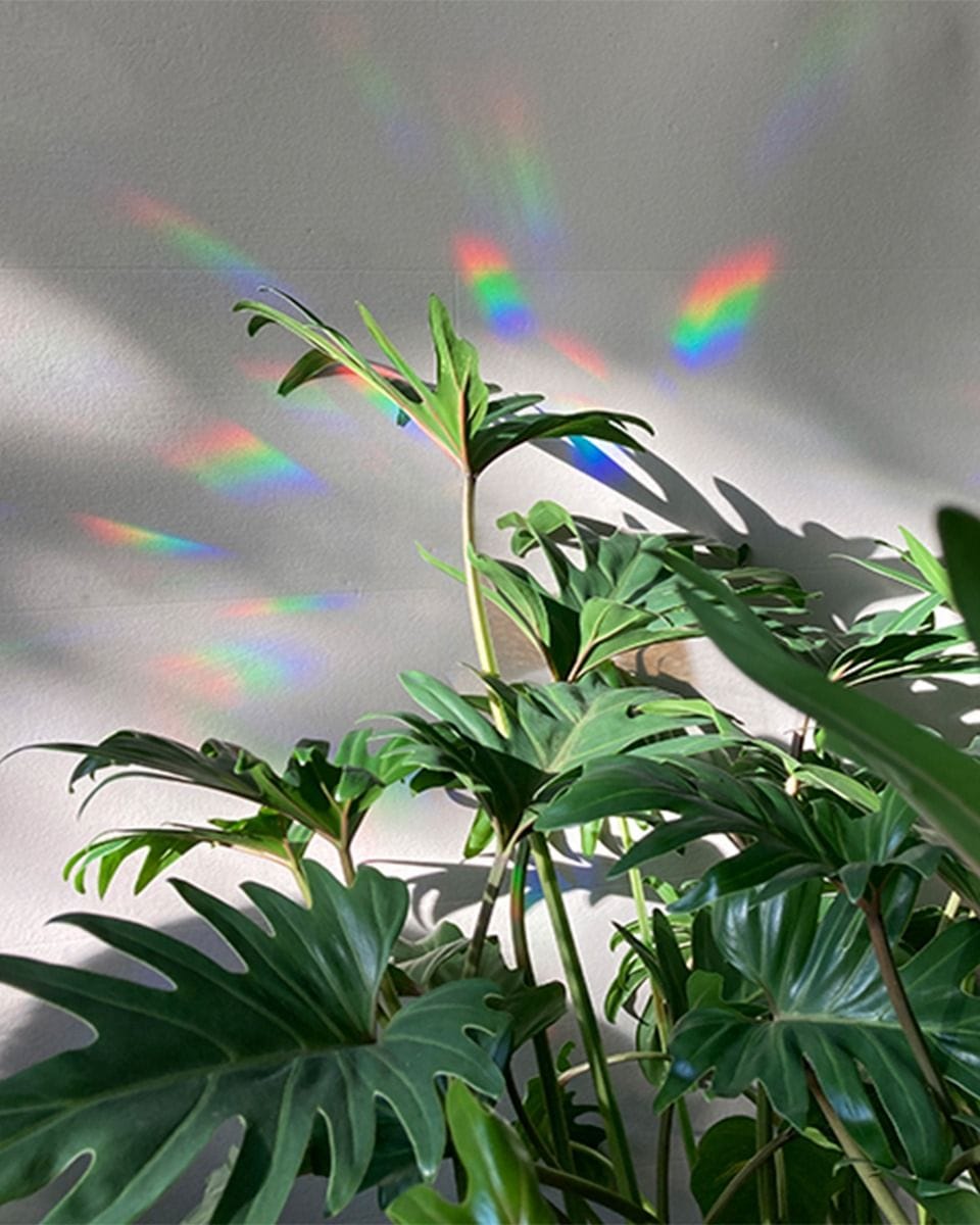 Regenbogenmacher Botanopia x Living.Junglee