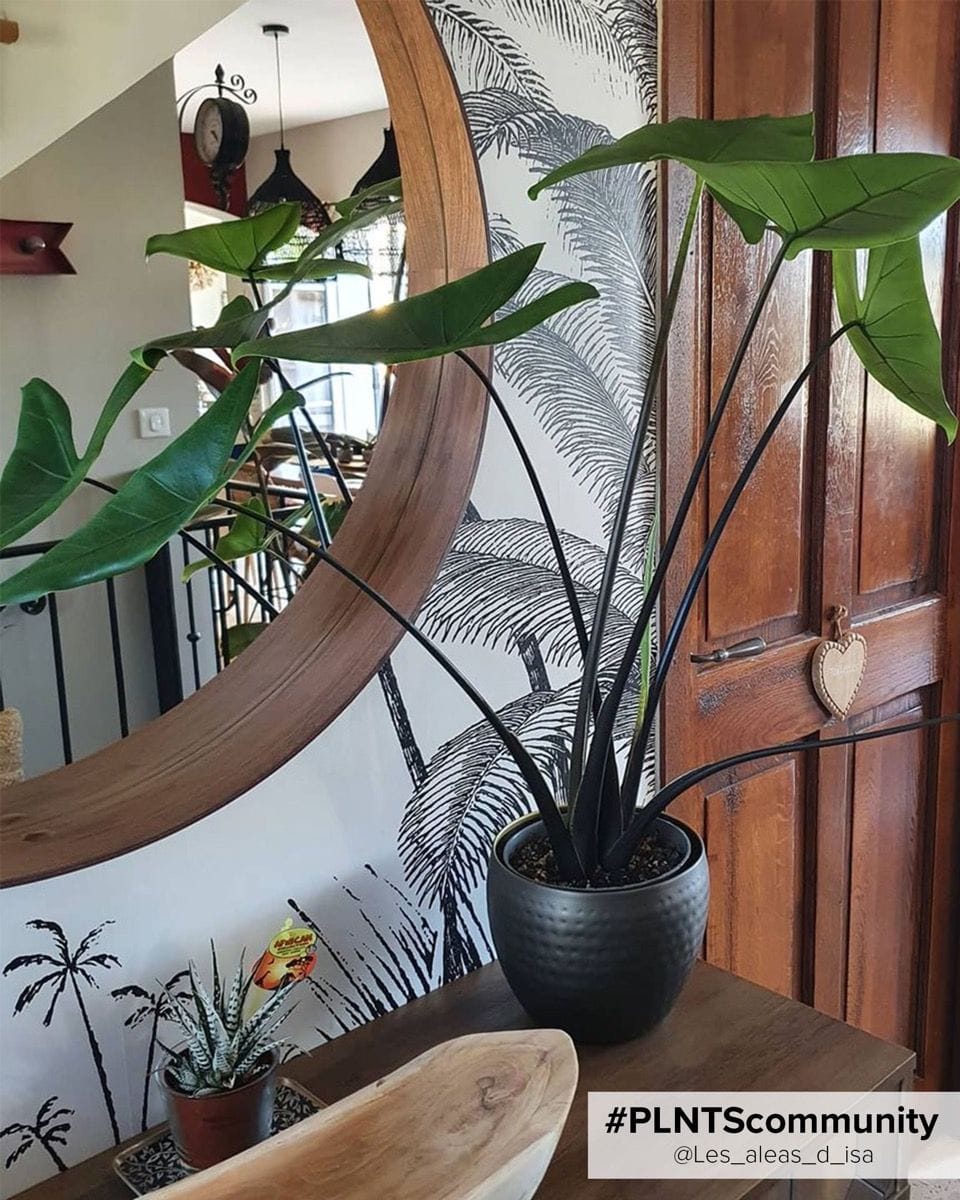 Alocasia Elephant Ears Black Zebrina