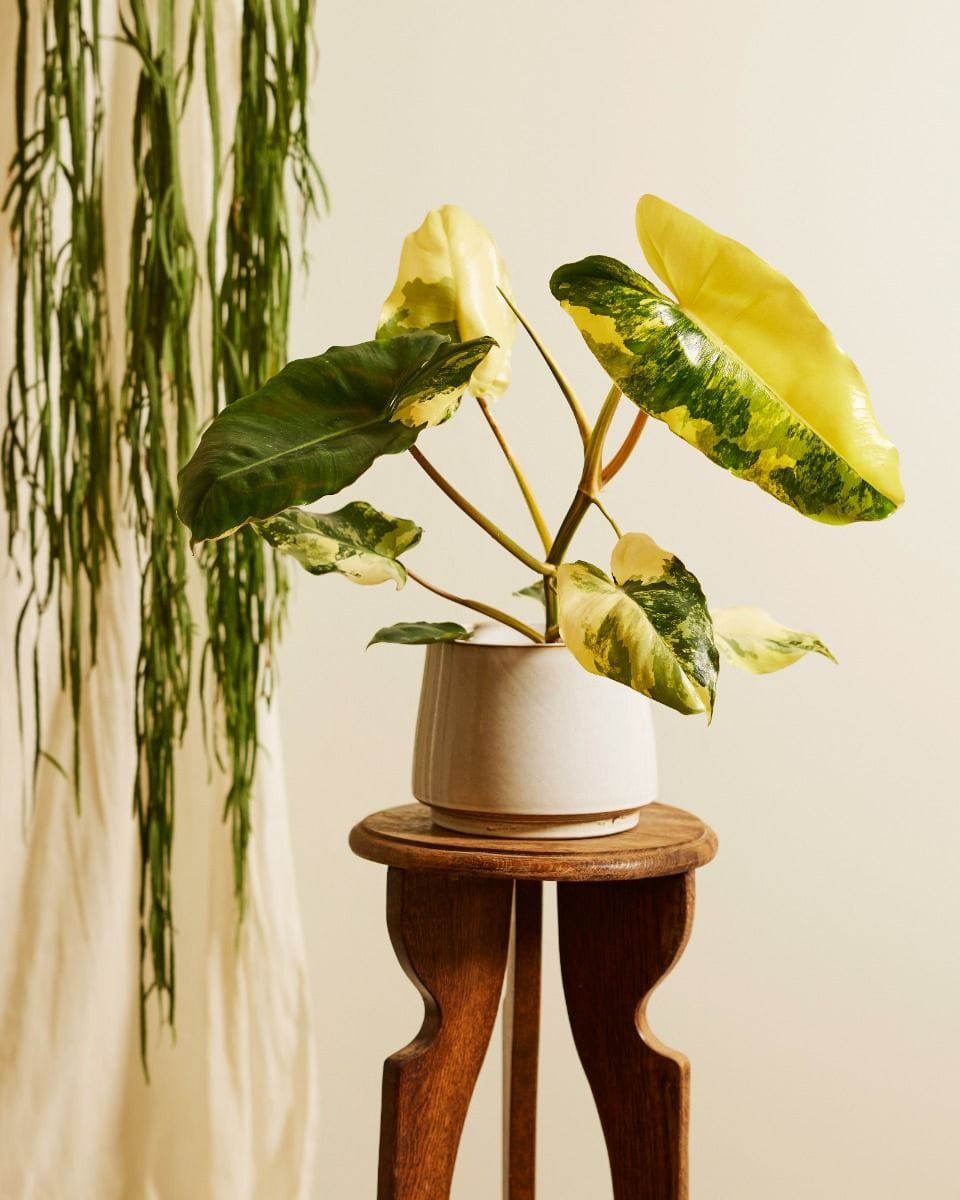 Bébé Philodendron Burle Marx Variegated