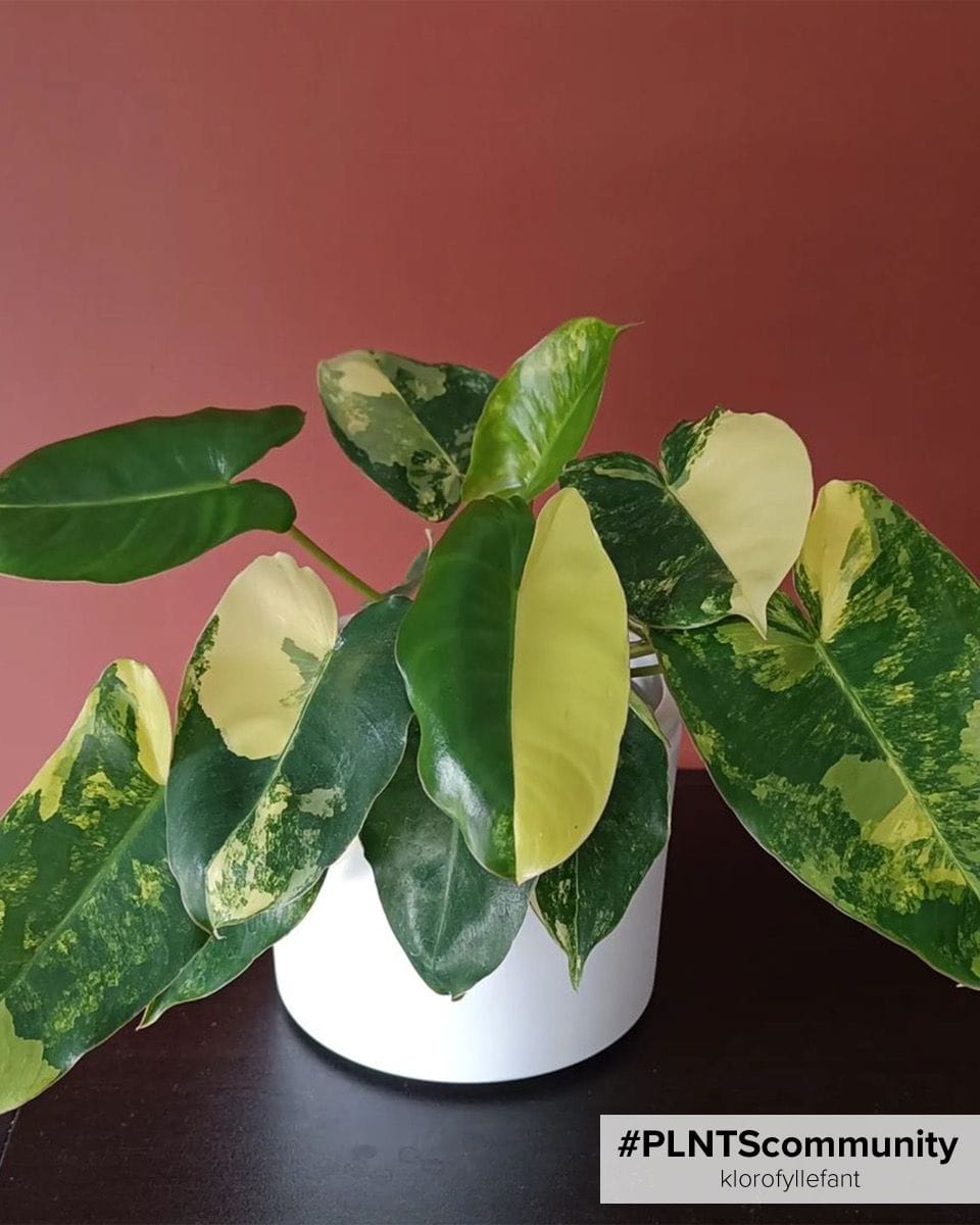 Bébé Philodendron Burle Marx Variegated