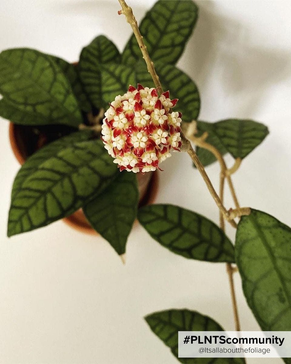 Bebé Hoya Callistophylla