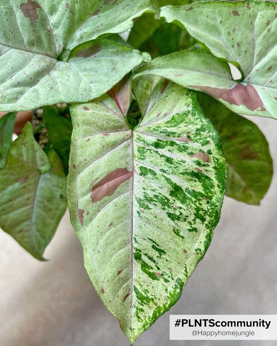 Syngonium Confetti