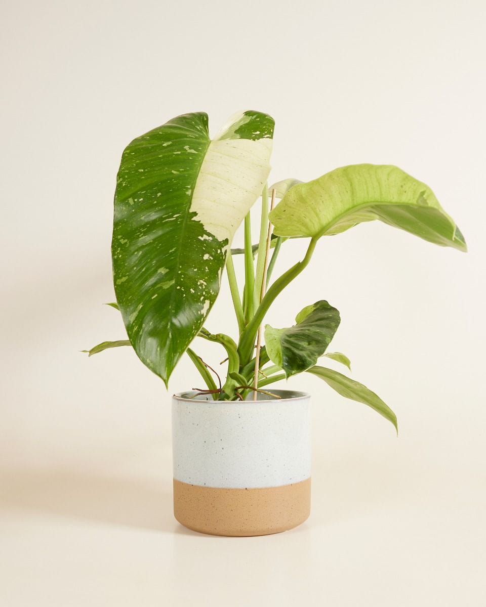 Ava Pot White Ø 18.5 cm