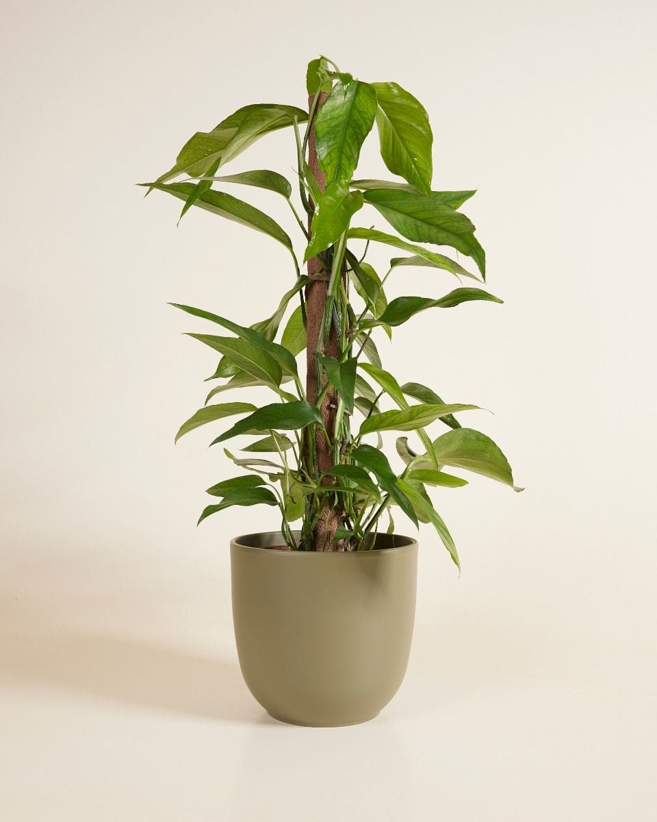 Lexi Pot Green Ø 18.5 cm