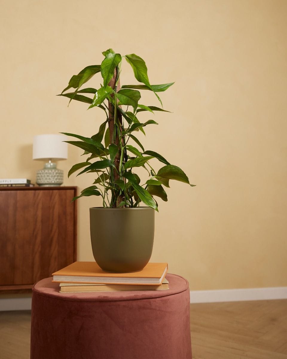 Lexi Pot Green Ø 18.5 cm