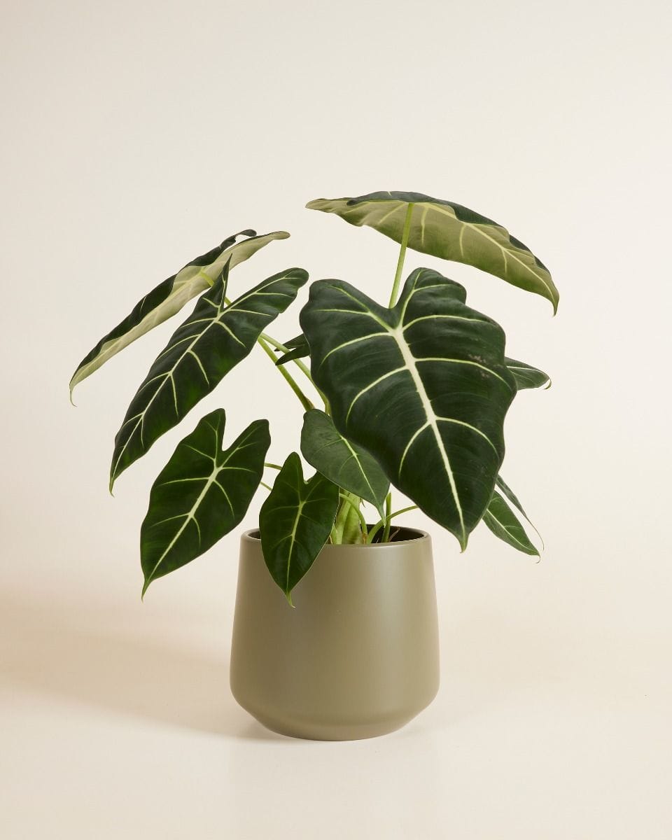 Amber Pot Green Ø 17 cm