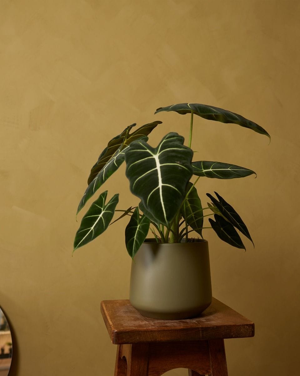 Amber Pot Green Ø 17 cm