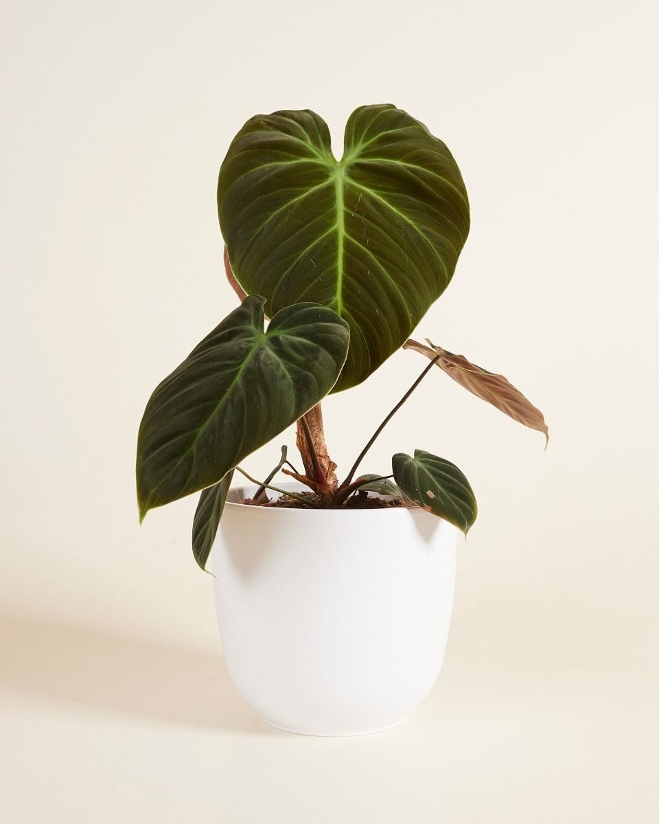 Lexi Pot White Ø 18.5 cm
