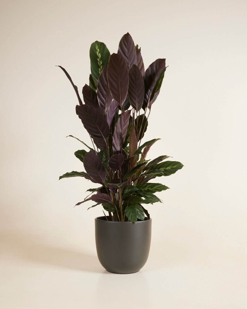 Lexi Pot Zwart Ø 18.5 cm